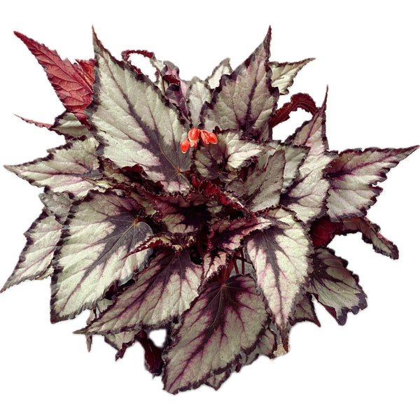 Begonia Magic Colours 'Magma’