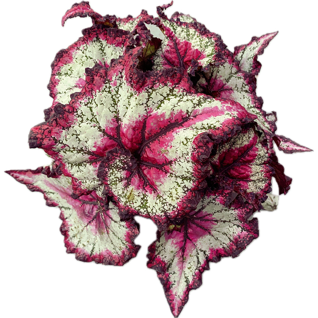 Begonia Magic Colours 'Odissi'