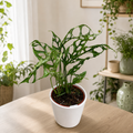 Monstera obliqua (sp. Peru - peruanische Form)