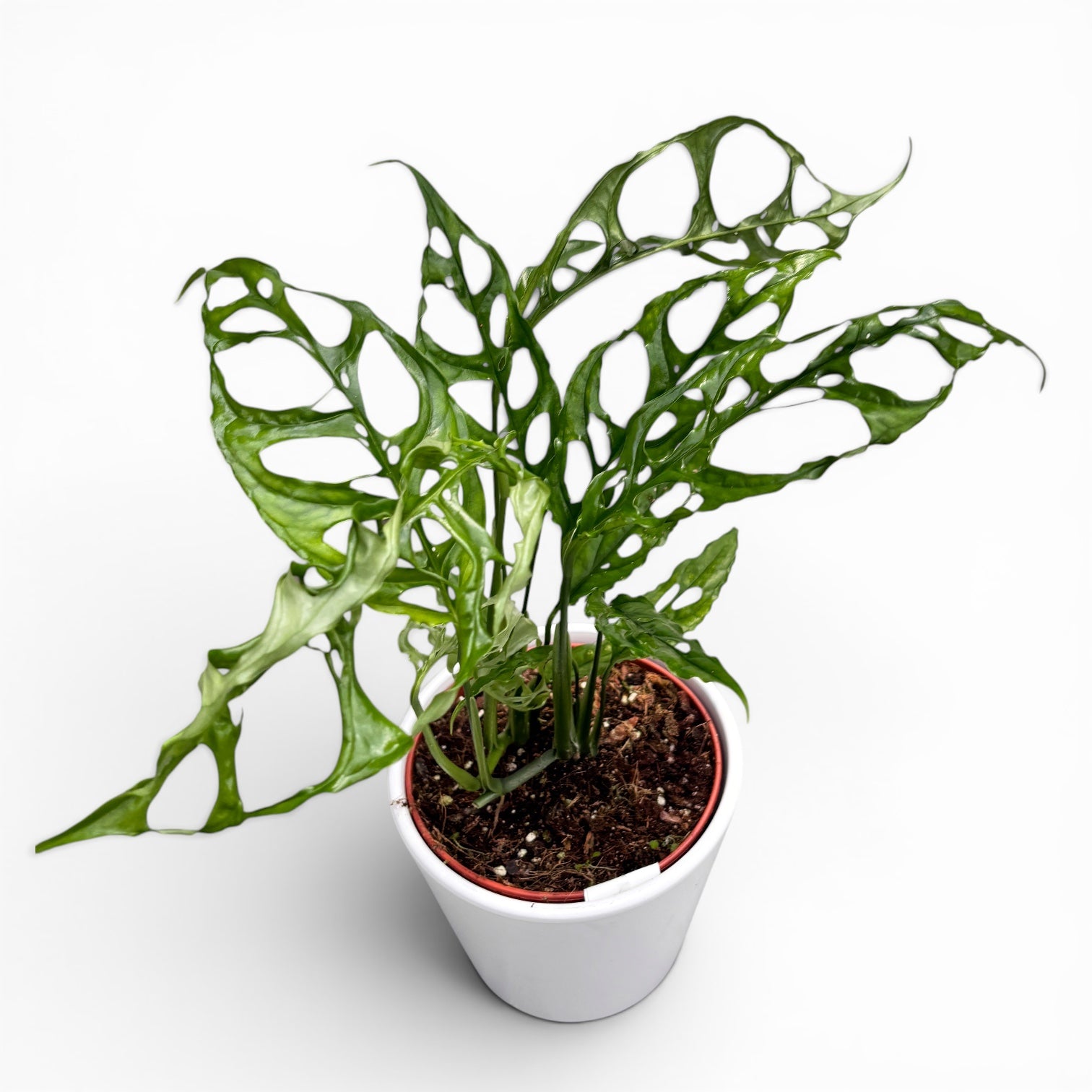Monstera obliqua (sp. Peru - peruánská forma)