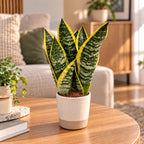Sansevieria Trifasciata Futura Superba (mother-in-law's tongue) 2pp