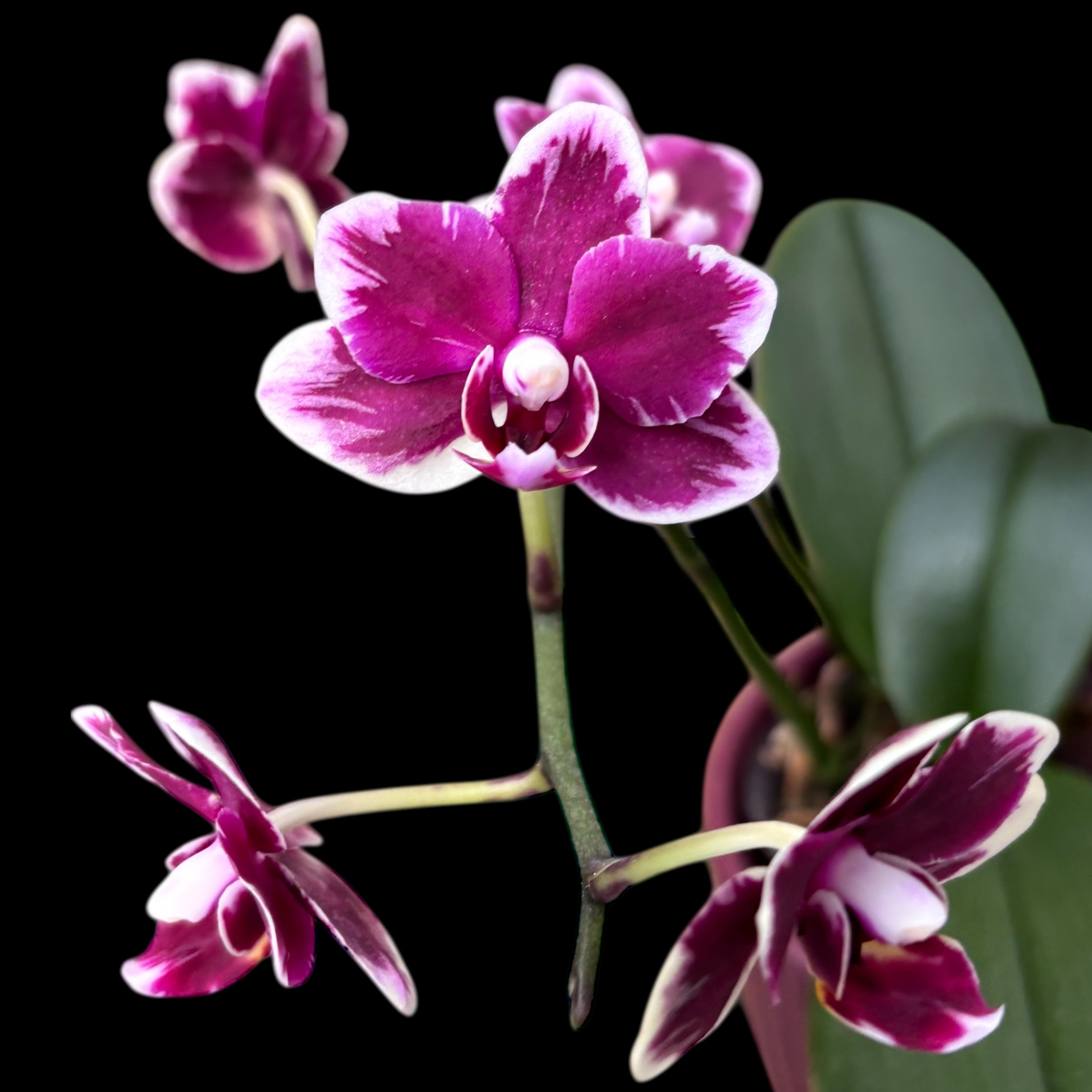 Phalaenopsis I-Hsin Black Soot 'Splash'