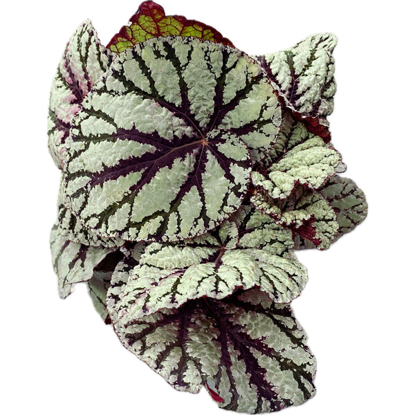 Begonia Magic Colours 'Fedor'