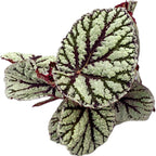 Begonia Magic Colours 'Fedor'