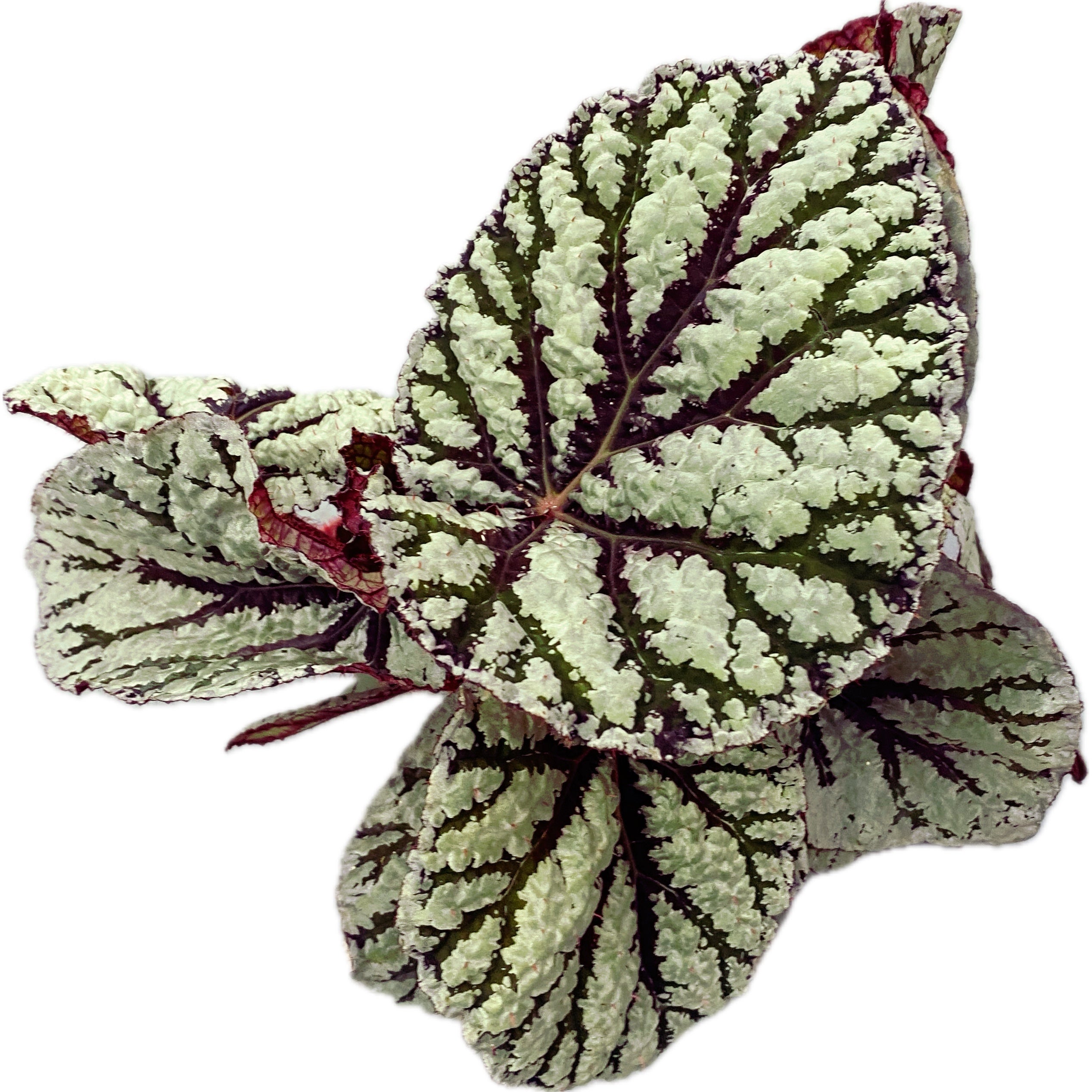 Begonia Magic Colours 'Fedor'