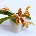 Phalaenopsis Almanis (mannii × tetraspis)