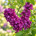 Syringa vulgaris 'Charles Joly' - Šeřík s dvojitými květy