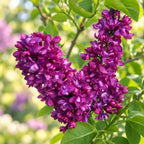 Syringa vulgaris 'Charles Joly' - Šeřík s dvojitými květy