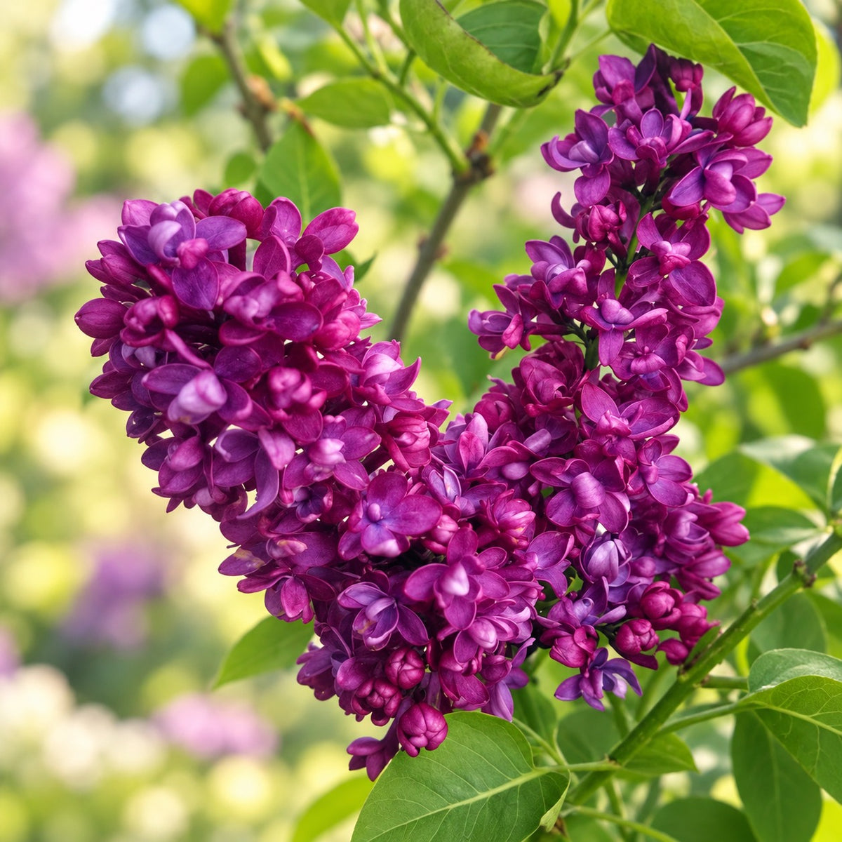 Syringa vulgaris 'Charles Joly' - Šeřík s dvojitými květy