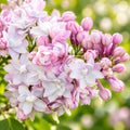 Syringa vulgaris 'Beauty of Moscow' - Αρωματική πασχαλιά με διπλά λευκορόδινα άνθη