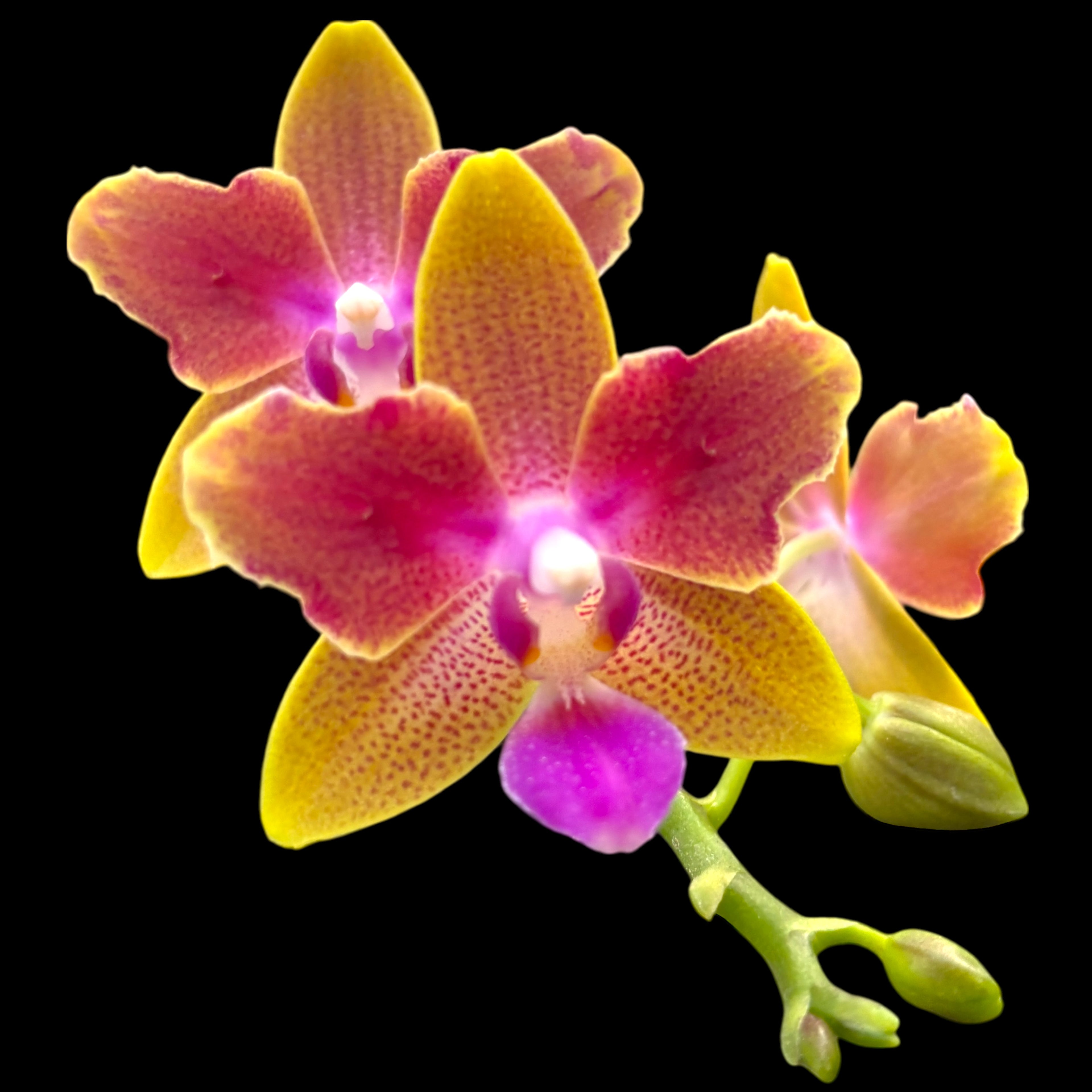 Phalaenopsis Miki Golden Sand '1363' (peloric - Butterfly) *parfumat