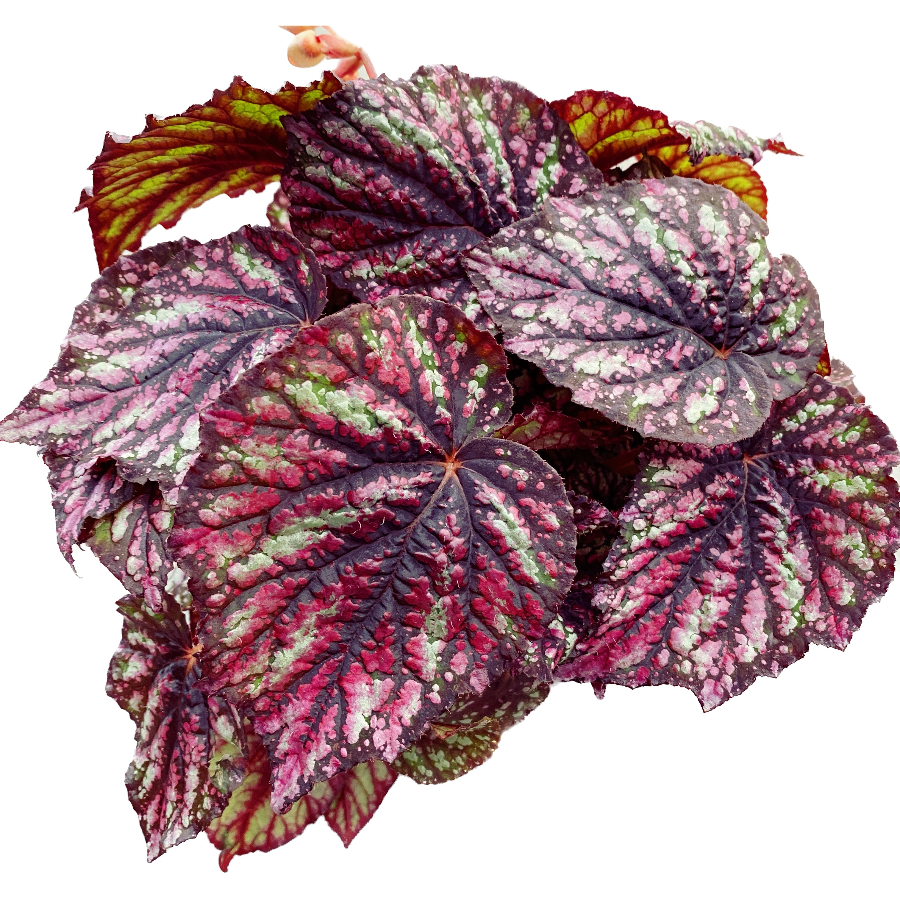 Begonia 'Rainbow Falls'