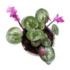 Cyclamen coum 'Cyberia Dark Rose' (perzijska vijolica) za vrt