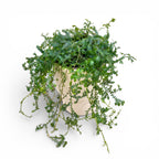 Selaginella uncinata (Peacock Moss) - feriga curcubeu