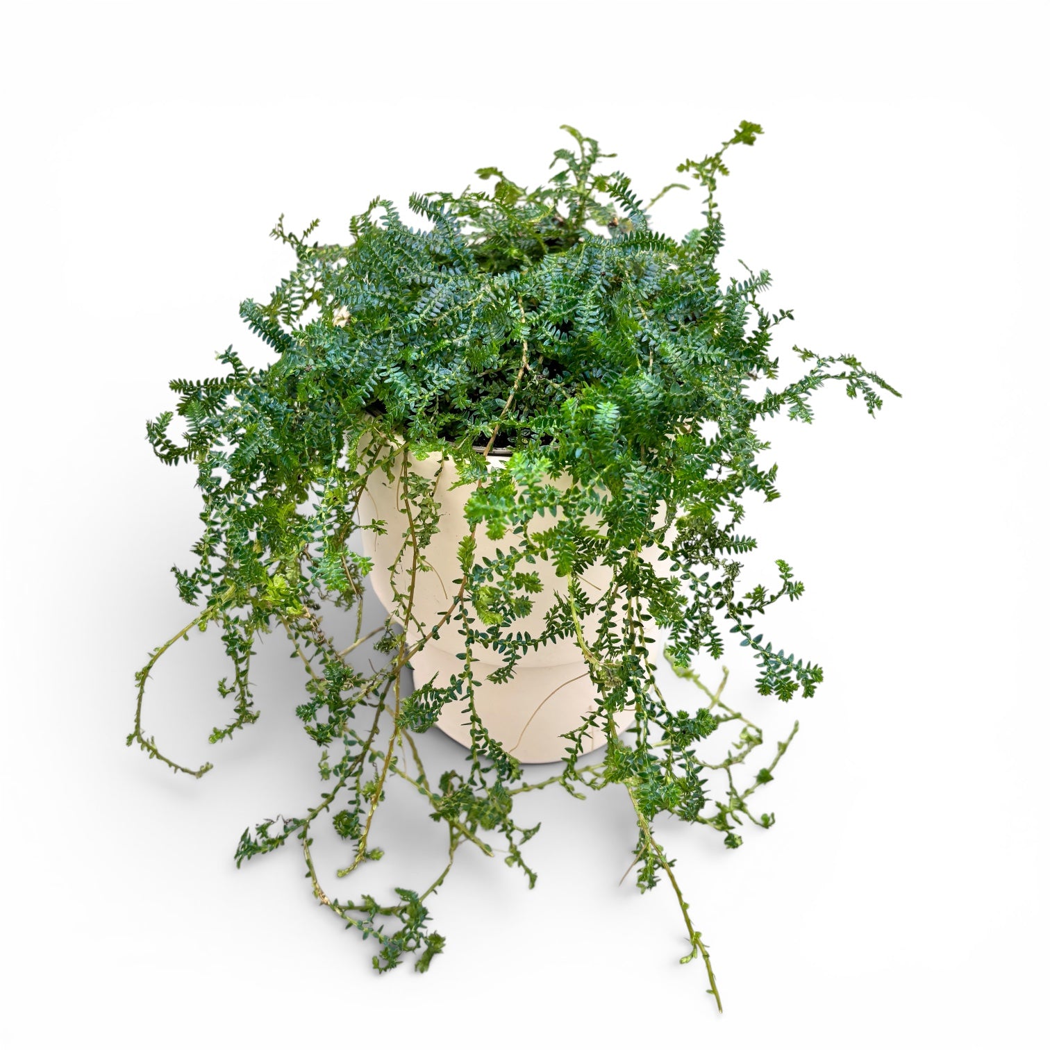 Selaginella uncinata (Peacock Moss) - feriga curcubeu