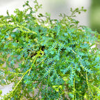 Selaginella uncinata (Peacock Moss) - feriga curcubeu