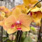 Phalaenopsis Sunny Bunny
