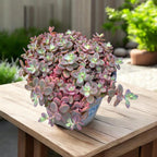 Sedum cauticola 'Lidakense' (Hylotelephium cauticola)