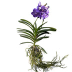 Vanda Sunanda Lavender Sprinkles (Ansu)