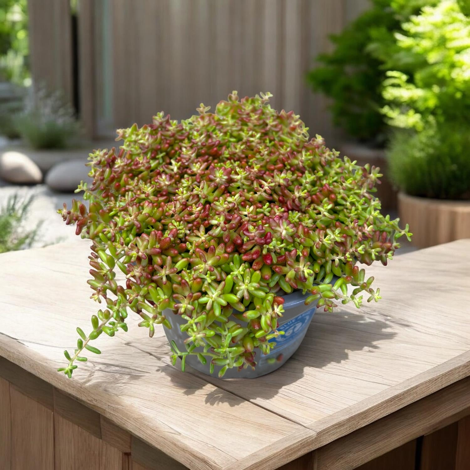 Sedum album ‘Coral Carpet’ (iarba grasa) – covor coral spectaculos