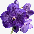 Vanda Sunanda Lavender Sprinkles (Ansu)