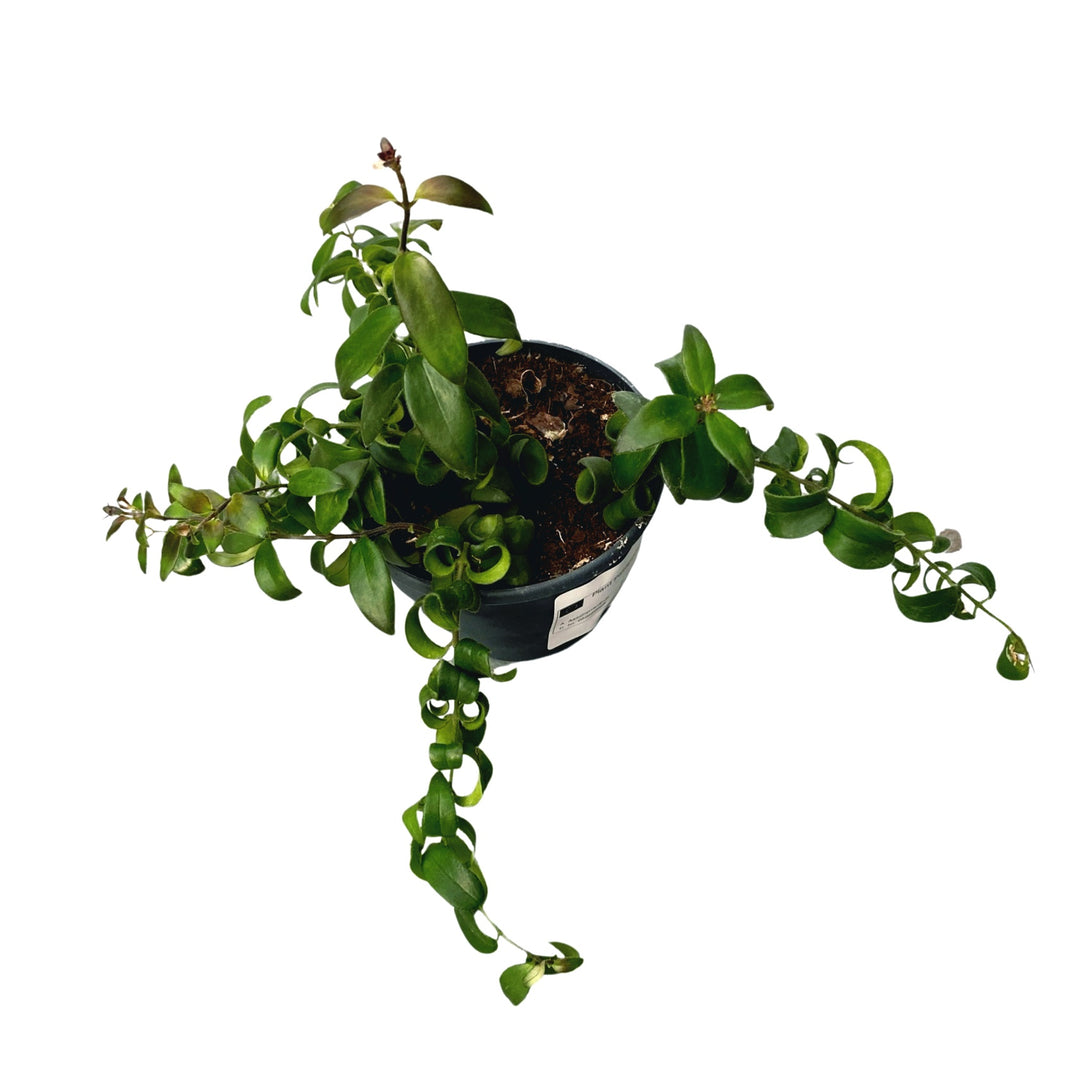 Aeschynanthus 'Rasta' (Lipstick plant)