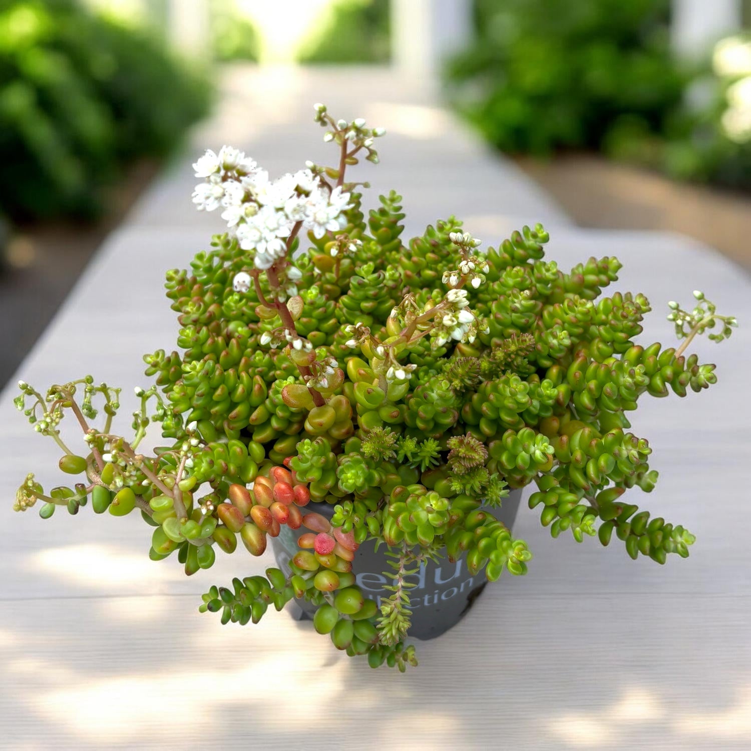 Sedum album ‘Athoum’ (iarba grasa)