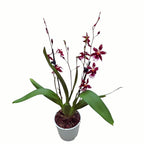 Burrageara Lazio Red fragrant