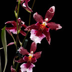 Burrageara Lazio Red fragrant