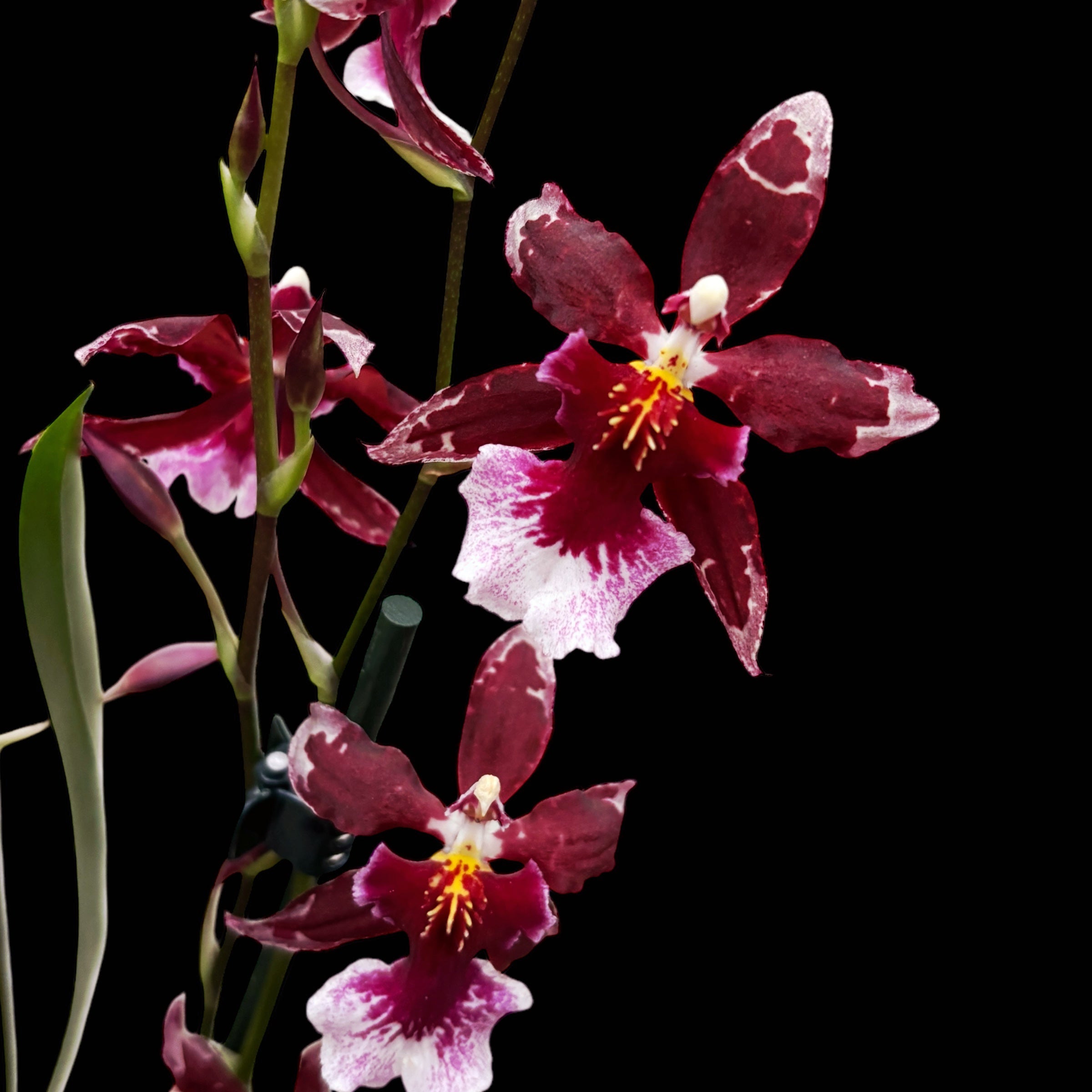 Burrageara Lazio Red duftend