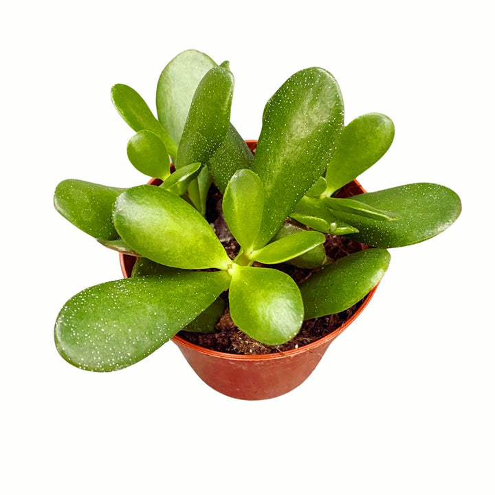 Crassula ovata 'Argentea' (copacul cu bani)