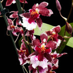 Burrageara Lazio Red fragrant