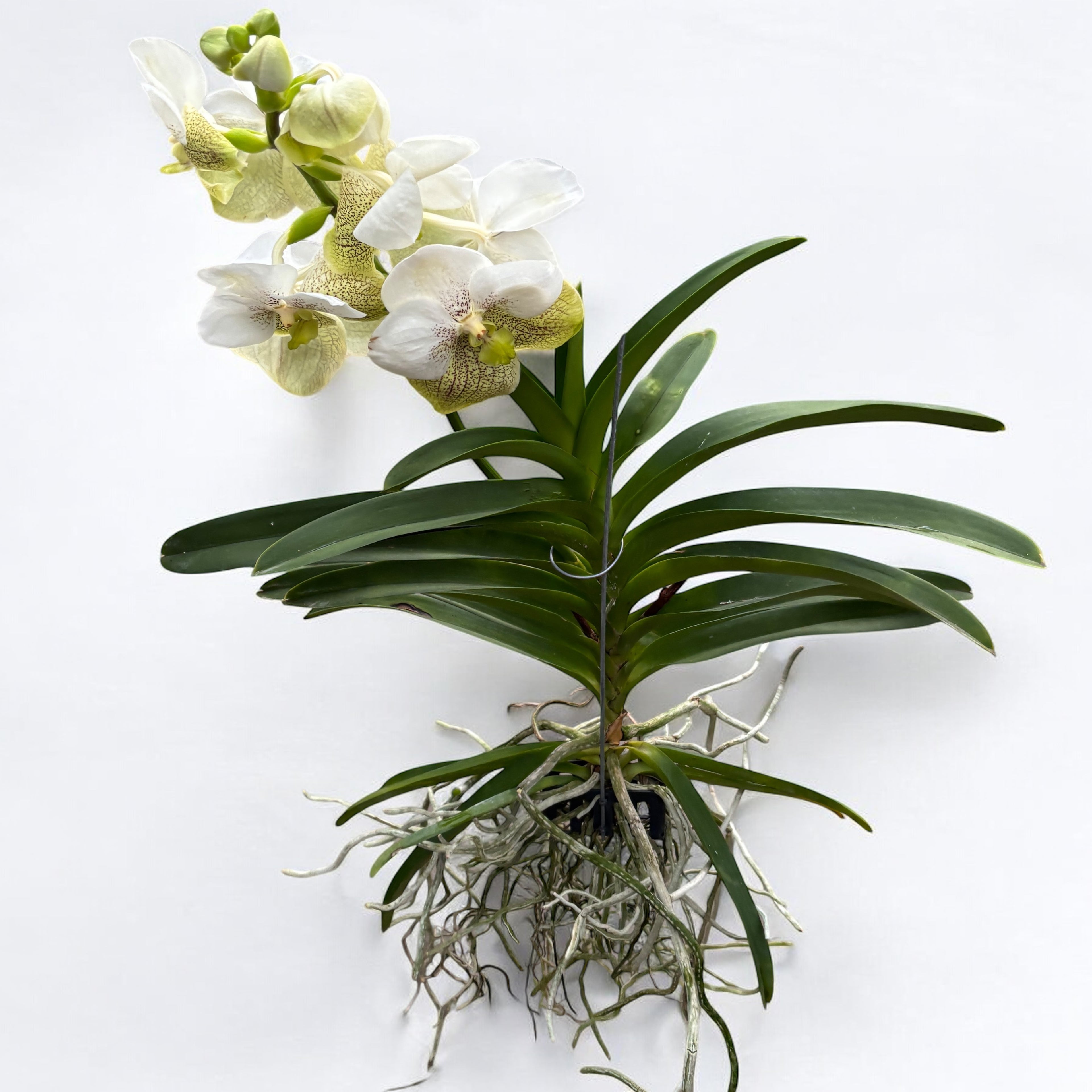 Vanda Divana White Lemon (Ansu)