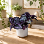 Tradescantia zebrina 'Purpusii Purple Joy' (mlada rastlina)