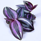 Tradescantia zebrina 'Purpusii Purple Joy' (mlada rastlina)