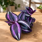 Tradescantia zebrina 'Purpusii Purple Joy' (mlada rastlina)