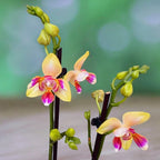 Phalaenopsis I-Hsin Venus peloric - flori intens parfumate