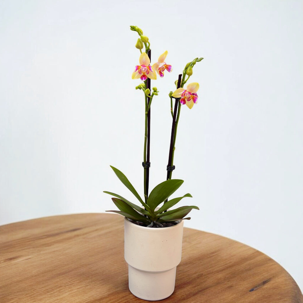 Phalaenopsis I-Hsin Venus peloric - flori intens parfumate