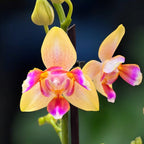 Phalaenopsis I-Hsin Venus peloric - flori intens parfumate