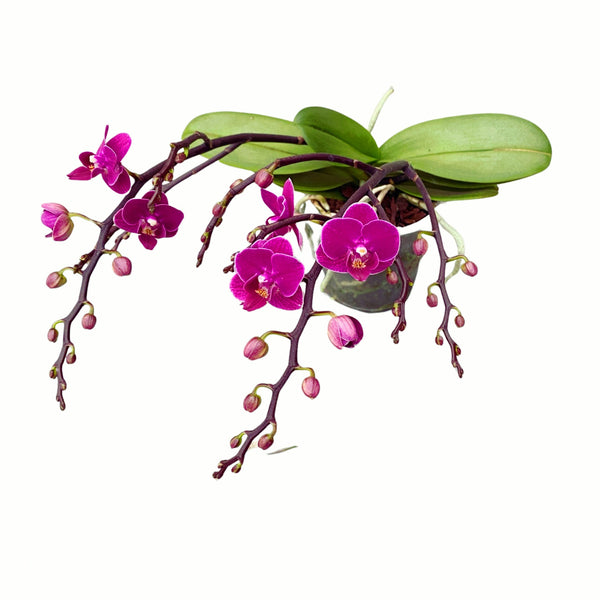 Phalaenopsis Tynion