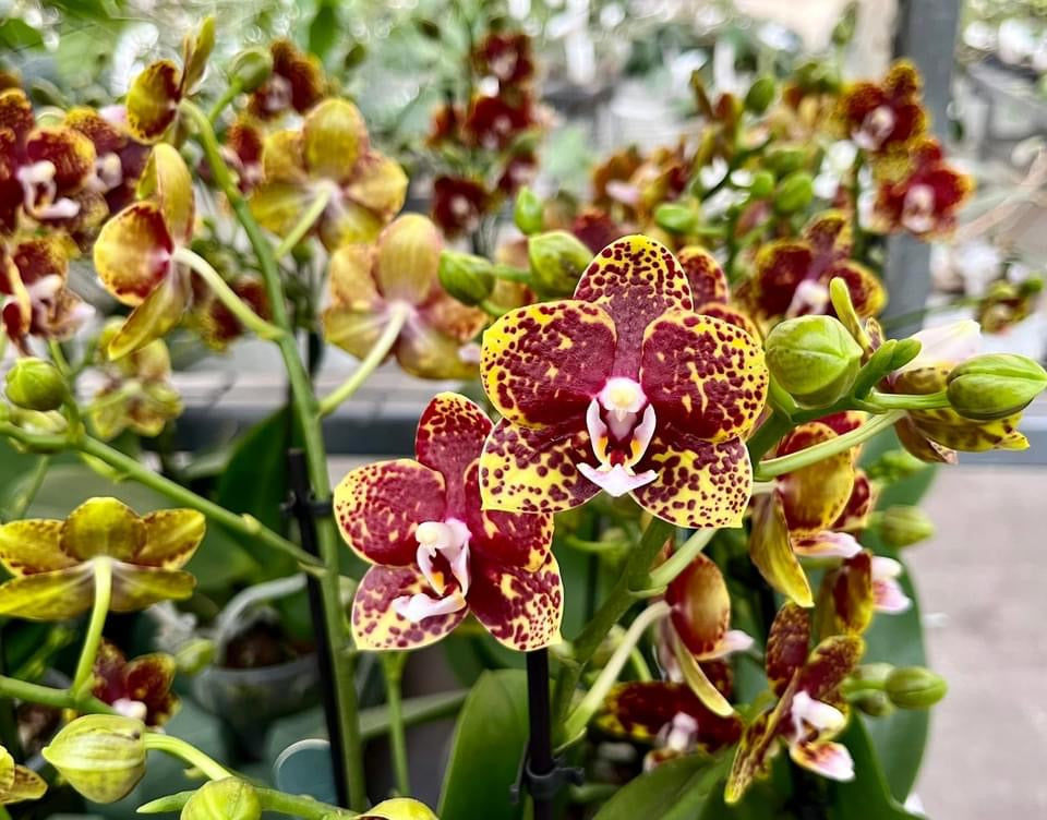 Phalaenopsis 'Bambula' flori cerate