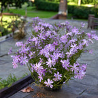 Phlox subulata ‘Emerald Cushion’ - brumarele taratoare