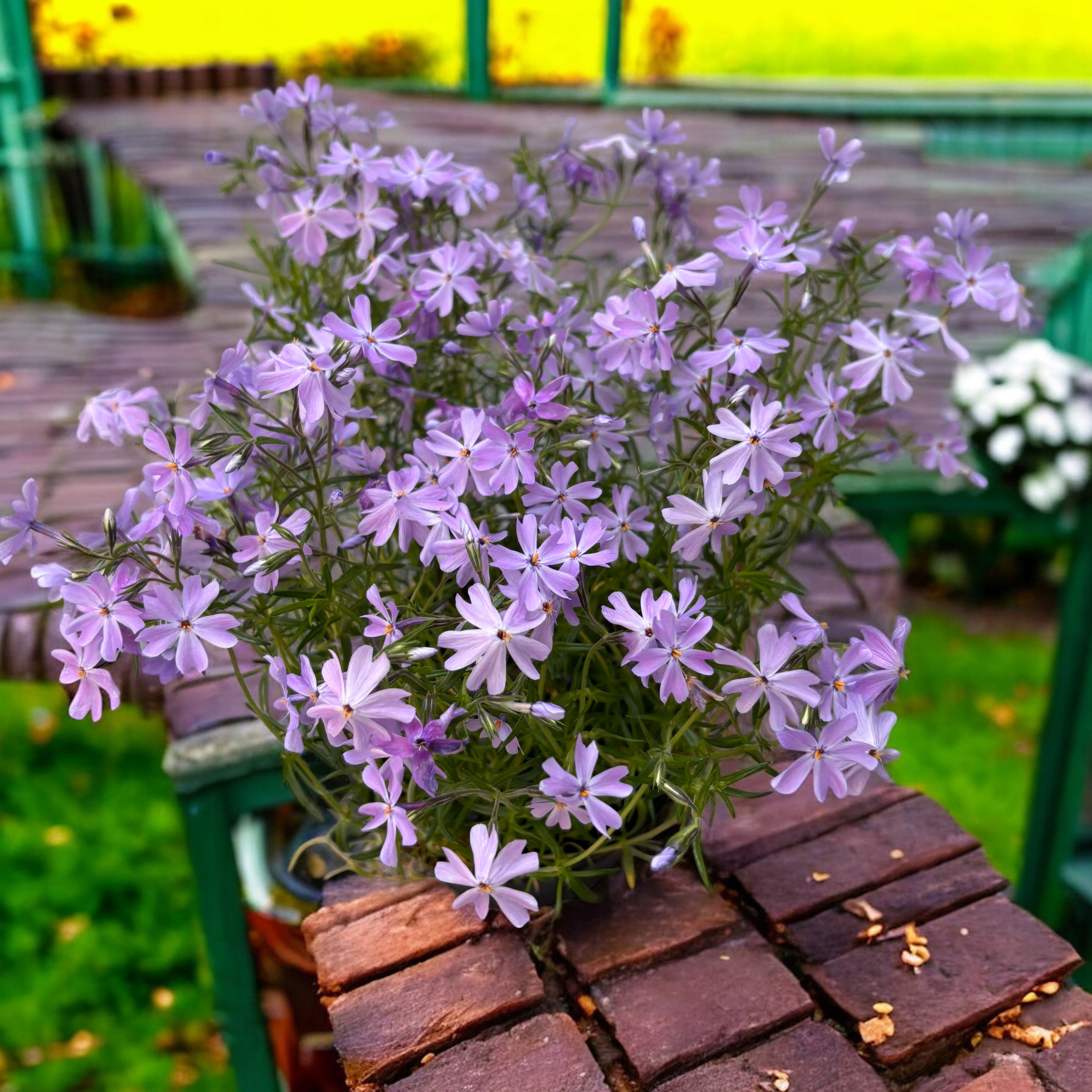Phlox subulata 'Emerald Cushion' - brumarele taratoare – Secret