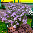 Phlox subulata ‘Emerald Cushion’ - brumarele taratoare