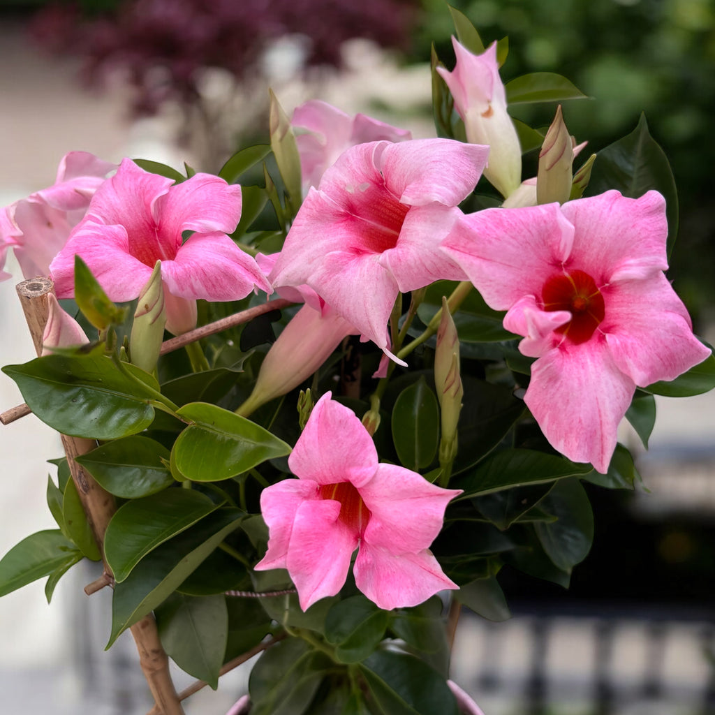 Mandevilla Sundaville® Pink Cream - Trópusi kúszónövény illatos rózsaszín-krém virágokkal