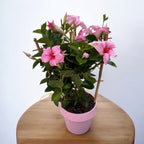 Mandevilla Sundaville® Pink Cream - Trópusi kúszónövény illatos rózsaszín-krém virágokkal