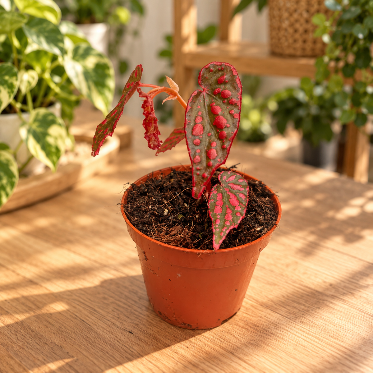 Begonia Pink Lady