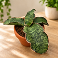 Sansevieria kirkii 'Silver Blue' (granito verde stella)