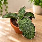 Sansevieria kirkii 'Silver Blue' (granito verde stella)