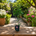 Syringa vulgaris ‘Michel Buchner’ – liliac parfumat cu flori duble, mov-liliachii